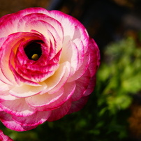 単焦点レンズ☆ソニー ☆美しいボケ味 ☆♥DT 50mm F1.8 SAM❤️ SONY DT 50mm F1.8 SAM SAL50F18投稿画像・動画 - 価格.com