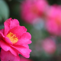 CANON(キヤノン)のレンズ EF-S55-250mm F4-5.6 IS STM で撮影した写真