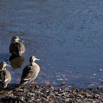 NIKON(ニコン)のレンズ AF-S DX VR Zoom-Nikkor 55-200mm f/4-5.6G IF