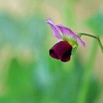 CANON(キヤノン)のデジタル一眼EOS Kiss X9i で撮影した写真(画像)一覧