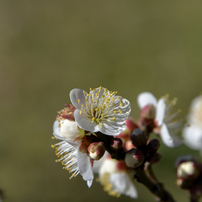 TAMRON(タムロン)のレンズ AF 28-300mm F3.5-6.3 XR Di LD Aspherical