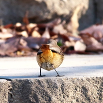 「ジョビ子」のおしり