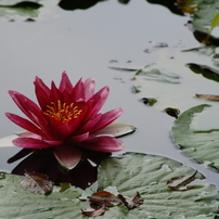 TAMRON(タムロン)のレンズ AF 28-300mm F/3.5-6.3 LD Aspherical IF