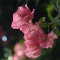 NIKON(ニコン)のレンズ Ai AF Zoom Nikkor 35-70mm F2.8S で撮影した