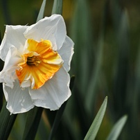 NIKON(ニコン)のレンズ AF-S DX VR Zoom-Nikkor 55-200mm f/4-5.6G IF