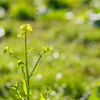 SIGMA(シグマ)のレンズ 105mm F2.8 DG DN MACRO [ソニーE用] で撮影