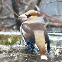 CANON(キヤノン)のデジタルカメラPowerShot SX70 HS で撮影した写真