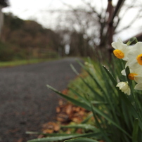 TAMRON(タムロン)のレンズ SP AF 17-50mm F/2.8 XR Di II LD