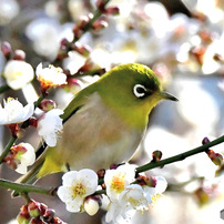 SIGMA(シグマ)のレンズ 150-600mm F5-6.3 DG OS HSM Contemporary