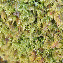 ミヤマクサゴケ