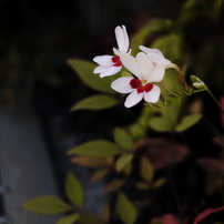 ごくごく近所の道端