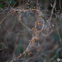 COSINA(コシナ)のレンズ Carl Zeiss Makro Planar T* 2/50 ZF.2 で撮影