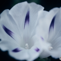 SIGMA(シグマ)のレンズ APO MACRO 180mm F3.5 EX DG/HSM (ﾍﾟﾝﾀｯｸｽ AF