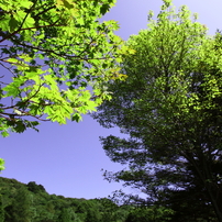 高原の風