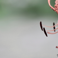 SIGMA(シグマ)のレンズ APO MACRO 180mm F3.5 EX DG/HSM (ﾍﾟﾝﾀｯｸｽ AF