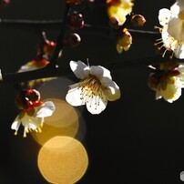 紅白梅見頃～ⅱ