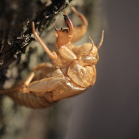 TAMRON(タムロン)のレンズ SP AF 180mm F/3.5 Di LD [IF] MACRO 1:1