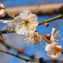 OLYMPUS(オリンパス)のレンズ M.ZUIKO DIGITAL ED 14-150mm F4.0-5.6
