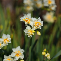 CANON(キヤノン)のレンズ EF100mm F2.8 マクロ USM で撮影した写真