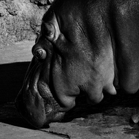 NIKON(ニコン)のレンズ NIKKOR Z DX 50-250mm f/4.5-6.3 VR で撮影した