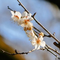 PANASONIC(パナソニック)のデジタルカメラLUMIX DC-TZ90 で撮影した