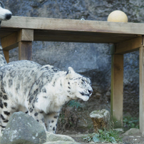 OLYMPUS(オリンパス)のレンズ M.ZUIKO DIGITAL ED 75mm F1.8 [シルバー