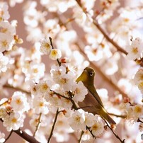 PENTAX(ペンタックス)のデジタル一眼PENTAX K-5 II s で撮影した写真