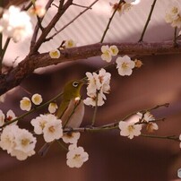 PENTAX(ペンタックス)のデジタル一眼PENTAX K-5 II s で撮影した写真