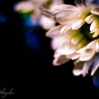 CANON(キヤノン)のレンズ EF50mm F1.8 STM で撮影した写真(画像)一覧