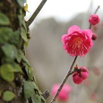 TAMRON(タムロン)のレンズ SP AF 17-50mm F/2.8 XR Di II LD