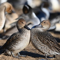 20260112 城沼 DSC_4173