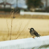 CANON(キヤノン)のレンズ EF-M55-200mm F4.5-6.3 IS STM で撮影した