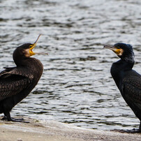 阿吽･･･ん？