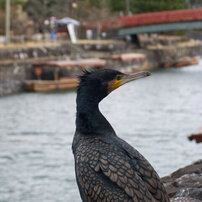 CANON(キヤノン)のデジタルカメラPowerShot Pro1 で撮影した写真(画像