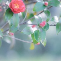 NIKON(ニコン)のレンズ Ai Nikkor 135mm F2.8S で撮影した写真(画像