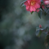 NIKON(ニコン)のレンズ Ai Nikkor 135mm F2.8S で撮影した写真(画像