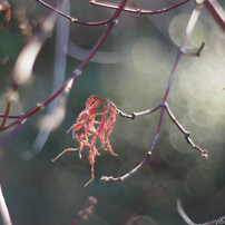 らしさを探して