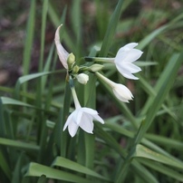 OLYMPUS(オリンパス)のレンズ M.ZUIKO DIGITAL 14-42mm F3.5-5.6 II R