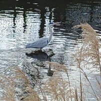 アオサギ（1月23日）