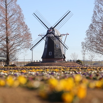 CANON(キヤノン)のレンズ EF100mm F2.8 マクロ USM で撮影した写真