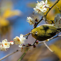 今年初のウメジロー