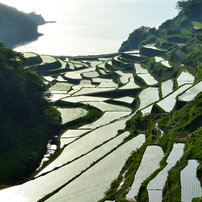 NIKON(ニコン)のレンズ AF-S DX NIKKOR 18-200mm f/3.5-5.6G ED VR II