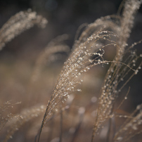 COSINA(コシナ)のレンズ フォクトレンダー APO-LANTHAR 50mm F2