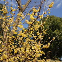 TAMRON(タムロン)のレンズ SP AF 17-50mm F/2.8 XR Di II LD