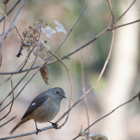 SIGMA(シグマ)のレンズ APO 70-300mm F4-5.6 DG MACRO (ﾍﾟﾝﾀｯｸｽ AF) で