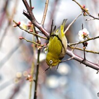 NIKON(ニコン)のレンズ AF-S DX NIKKOR 55-300mm f/4.5-5.6G ED VR で