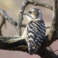 冬の里山で13(コゲラ)
