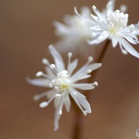 SIGMA(シグマ)のレンズ APO MACRO 180mm F3.5 EX IF [ソニー用] で撮影