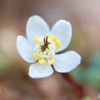 SIGMA(シグマ)のレンズ APO MACRO 180mm F3.5 EX IF [ソニー用] で撮影