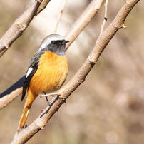 ジョウビタキ♂